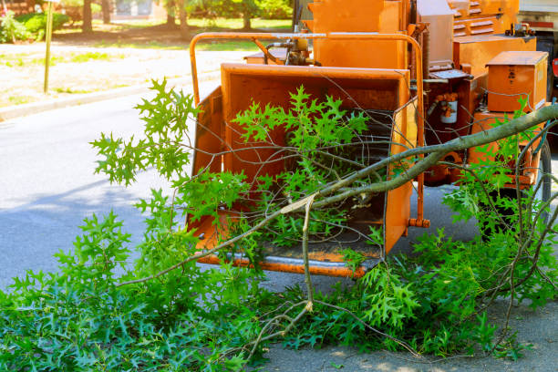 Tree Root Removal